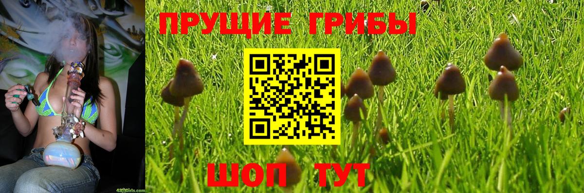 Галлюциногенные грибы Psilocybine cubensis Борзя